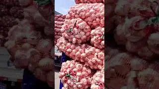 New garlic harvest #garlic #chinafactory #garlicexport  #dubai #chinaexport