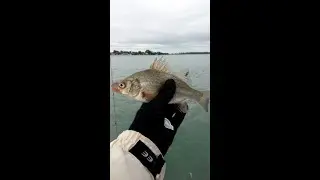 Silver Bass 2018. Серебряный басс