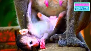 Adorable Moments Of Baby Monkey Video Compilation 2026