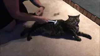 EZ-Groomer Pet Comb Demo Video #4 - Pepper