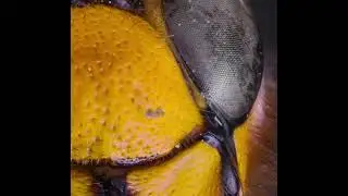 Macro Extremo: Avisp&oacute;n Europeo