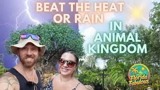 Beat the Heat or Rain in Animal Kingdom!  Best Indoor Rides & Shows