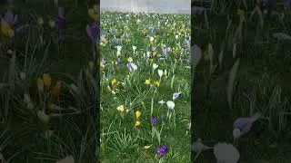 Spring is coming - Crocus #england #spring #crocus