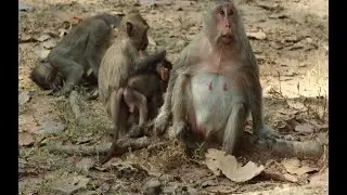 Monkey Butter -Button Baby Monkey & New Baby Brisco Mokey Daily