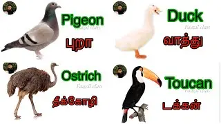 Learn birds name tamil and english with pictures | பறவைகள் பெயர்கள் | Faazil class
