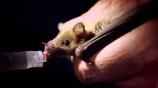The Bat Man Of Mexico  - Wildscreen Festival 2014 - Submission