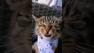 #cat#video#status#viral#funny#shorts#kids#viralshorts#music#dance#trending#catlover#tiktok#follow#uk