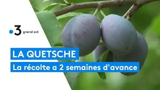 La quetsche : la récolte a commencé avec 2 semaines d'avance