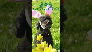 Easter Safety Tips: Keep Your Dog Safe from Chocolate Poisoning! #shorts