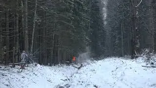 Losjagt i Letland: Skovkatte i spring