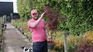 Plant Profile: Acer Palmatum Dissectum 