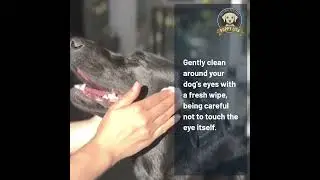 Transform Your Dog's Eye Health in Minutes with Puppy Lisa Eye Wipes!