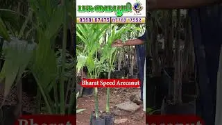 இது தான் தென்னைக்கு ஊடுபயிரா❓Is this the intercrop for coconut?#trending #viral# #shorts #reels#1725