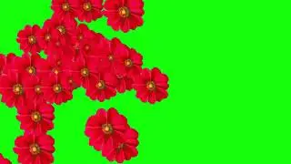 Flower Slideshow Green Screen Chroma Key - Copyright FREE Videos (EP-2) #cinematography #photography