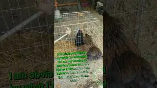 Days 1 & 2 of introducing Carlotta (the stray chicken) to my existing flock of 11 hens. 