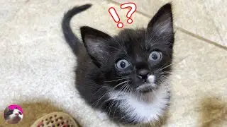 Day 4 Rescued Kitten Noticed Resident Cats After Hearing Their Meows