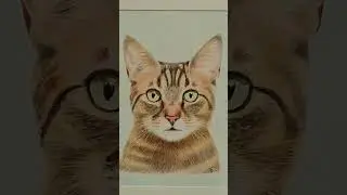 A selection of cats from the art fair #animals #cat #cute #art