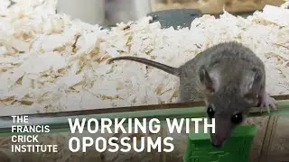 Working With Opossums