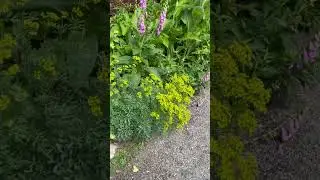 Vinruta och fingerborgsblomma. Medicinalv&auml;xter utanf&ouml;r Boktryckarbostaden, Skansen