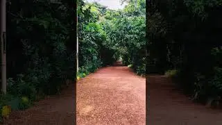 Walk in the Evening through Park #walk #nature #relaxing