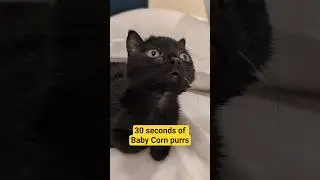 Baby Corn was purring so hard, he cleared his throat and got louder. #babycorncat #purr #kitten
