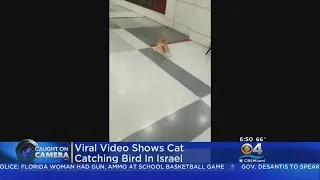 Trending: Cat Catches Bird
