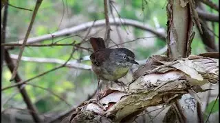 Eastern Yellow Robin Juvenile | Australian Birds