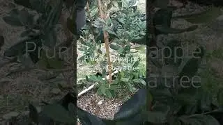 Pruning my pineapple guava tree to help keep the canopy low and produce fruiting.
