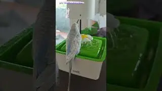 Pilipili 1528th day, long time not shower, Funny and cute budgie playful parakeet, happy bird#shorts