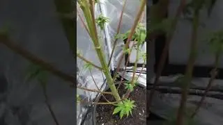 Copper Chem Update! No More Powdery Mildew?!