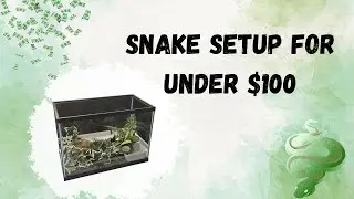 Snake Cage on a Budget - How to Set Up Your Snake's Tank for Under $100!