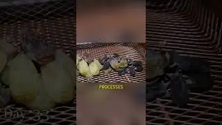 Raisins Are Dried Grapes
