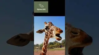 Giraffe Voice is UNBELIEVABLE! #shorts #facts #animals