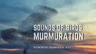 Starling Murmuration || Sounds of Birds