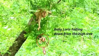 OMG !! Million Pity poor baby Loris falling down from the high tree