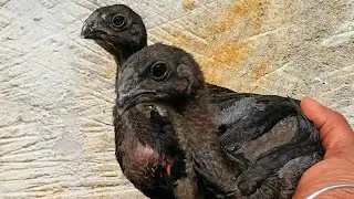Black skin tamper tail hen rooster free breeding formula for odisha maheswar aseel breed 