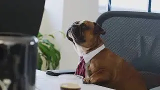 Executive Dog Training l Dog Training #shorts