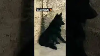 GSD #dogs  #babapetsinfo #puppy #dogs  #germanshepherd #dog   #blackgermanshepherd #pets #shorts