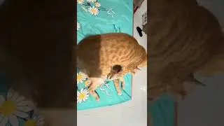 Cat vs cats🐈| 2 con meow cưng vui chơi cậu vàng đáng yêu tinh nghịch và cô chill dịu dàng dể thương 