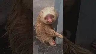 Mind-Blowing Sloth Fact You&rsquo;ll Wish You Knew!