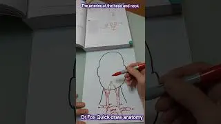 Dr Fox Quick draw anatomy: The arteries of the head and neck #anatomy #medicalstudentsuk #meded