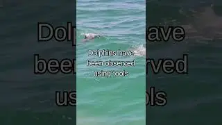 Dolphin use tools