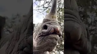 Rhino eating. Sound on. 🥰🤭😊😂😂 #shorts #tiktok #rhinoceros #rhino #eating #asmr #asmrsounds