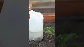 Use Milk Jugs Like This and You Will never Throw Away Used Milk Jugs! #grow #garden #gardening