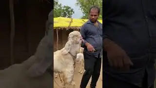 Hansa Garam Goat 🐐 Chambal #goatface #goatlovers #animal #hansa #goat #jphansa #jamnapari #funny
