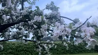 Tunlai kankhua, Norway chhim lam boruak leh khaw lan dan🍀🌿🍃🌸🌺🌼