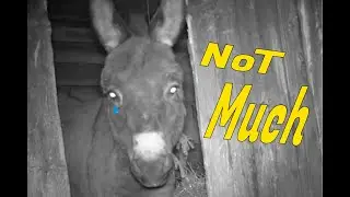 How do donkeys sleep?