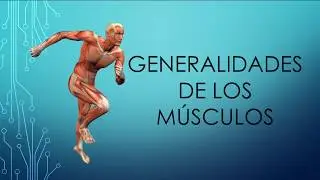 Generalidades de los m&uacute;sculos