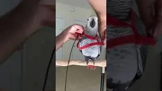 Taking Grey Parrot for Harness Walk &ndash; Why it&rsquo;s great!
