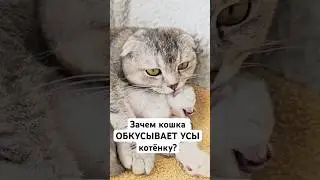 Кошка обкусывает усы